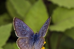 Long-banded Silverline