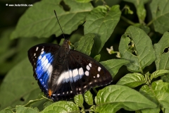 Purple Emperor