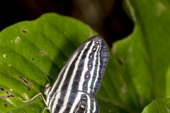Striped Ringlet