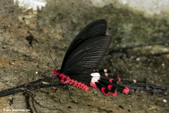 de Niceville's Windmill