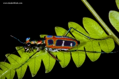 Beetle