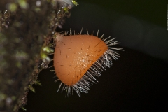 Cup Mushroom