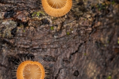 Cup Mushroom