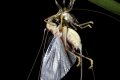 Cricket emergance