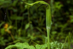 Cobra Lily