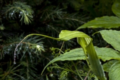 Cobra Lily
