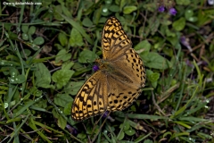 Queen of Spain Fritillary