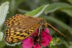 Queen of Spain Fritillary