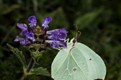 Common Brimstone