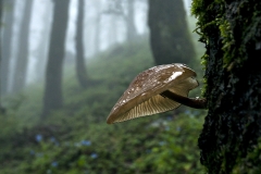 Mushroom near Jalori pass