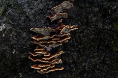 Mushrooms