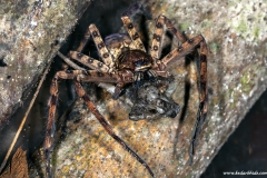Spider eating a gecko