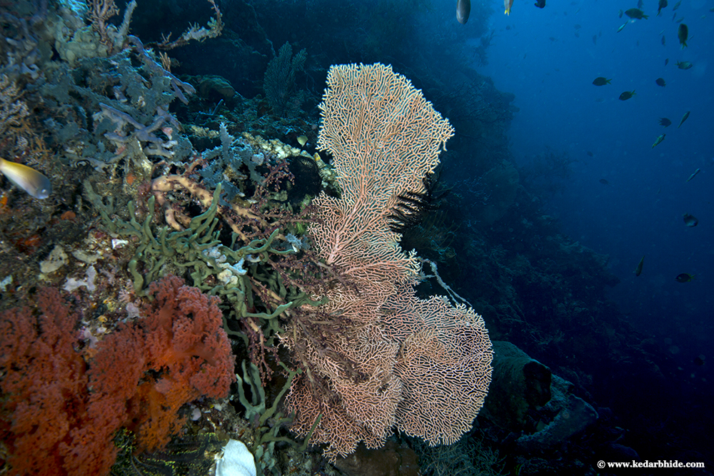 Sea Fan along with Tropical reef