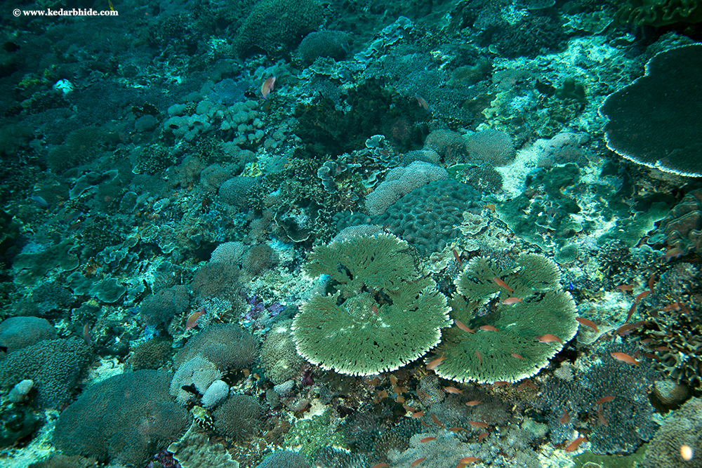 Tropical Reef with Table coral