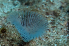 Tube Worm