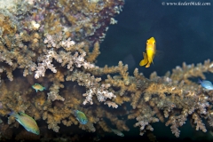 Damsels around Acropora Coral