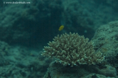 Acropora sps.