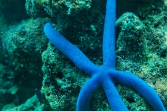 Star Fish