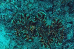 Acropora sps.