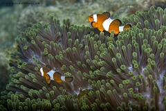 False Clown Fish & Magnificent Sea Anemone