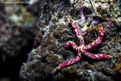 Star Fish