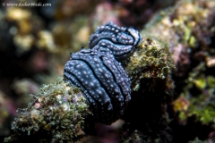Nudibranchs, Phyllidia sps.