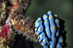 Nudibranchs, Phyllidia sps.