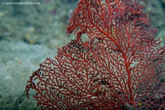 Gorgonian Fan