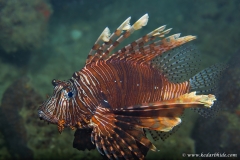 Zebra Lionfish