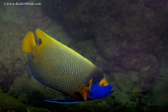 Yellowmask Angelfish