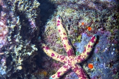 Star Fish