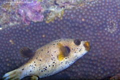 Puffer Fish