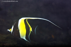 Moorish Idol