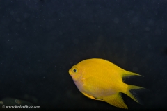 Golden Damsel
