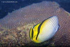 Vagabond Butterflyfish