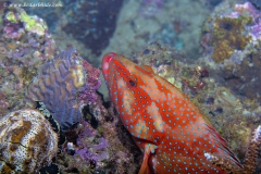 Coral Cod