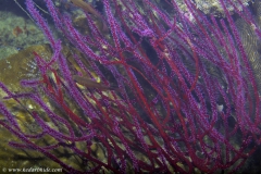 Soft Corals