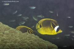 Racoon Fish