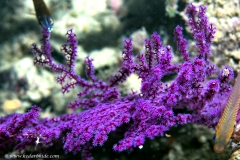 Soft Corals
