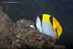Saddleback Butterflyfish