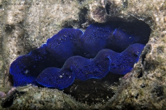Burrowing Clam