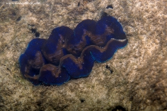 Burrowing Clam