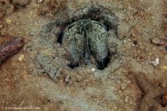 Unidentified lobster
