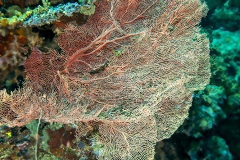 Gorgonian fan