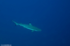 Black Tip Shark