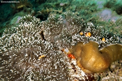 Magnificent Sea Anemone with False Clown Anemone fish