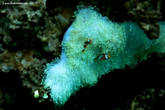 Magnificent Sea Anemone with False Clown Anemone fish