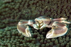Porcelain Crab