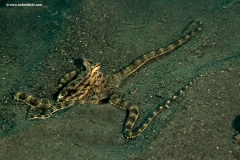 Mimick Octopus