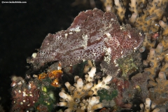 Leaf Scorpion Fish